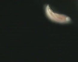 Karvainen tyttö 509